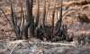 Foto 1 - Un fuego en Blocona, único siniestro de incendios forestales en la provincia hoy