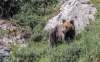 Foto 1 - CyL participa en el primer censo nacional del oso cantábrico