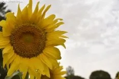 Campos de girasoles de la comarca de El Burgo.