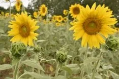 Campos de girasoles de la comarca de El Burgo.