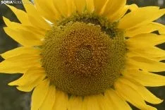 Campos de girasoles de la comarca de El Burgo.