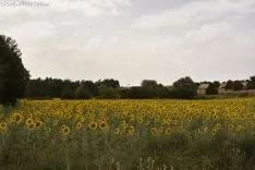 Campos de girasoles de la comarca de El Burgo.