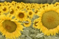 Campos de girasoles de la comarca de El Burgo.