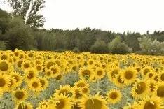 Campos de girasoles de la comarca de El Burgo.