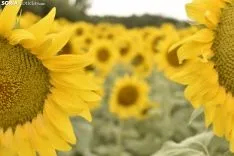 Campos de girasoles de la comarca de El Burgo.