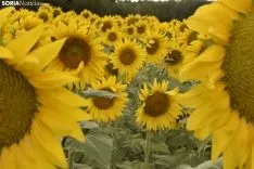 Campos de girasoles de la comarca de El Burgo.