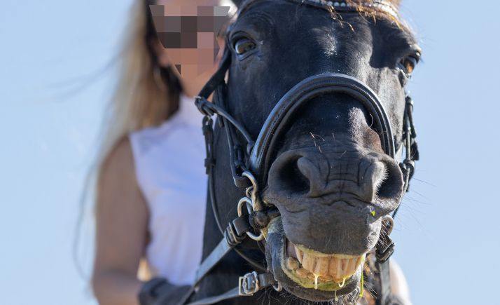 Trasladada vía aérea tras caérsele encima su caballo desbocado en Burgos