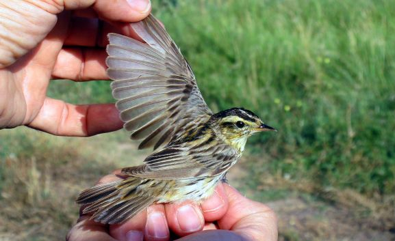 El carricerín cejudo, protagonista de las primeras jornadas ornitológicas en Fuentecantos