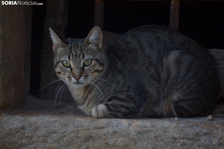Los veterinario de Castilla y León piden ampliar la cartera de servicios de la Salud Pública