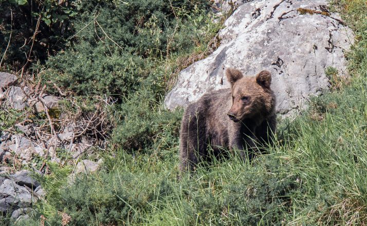 CyL participa en el primer censo nacional del oso cantábrico