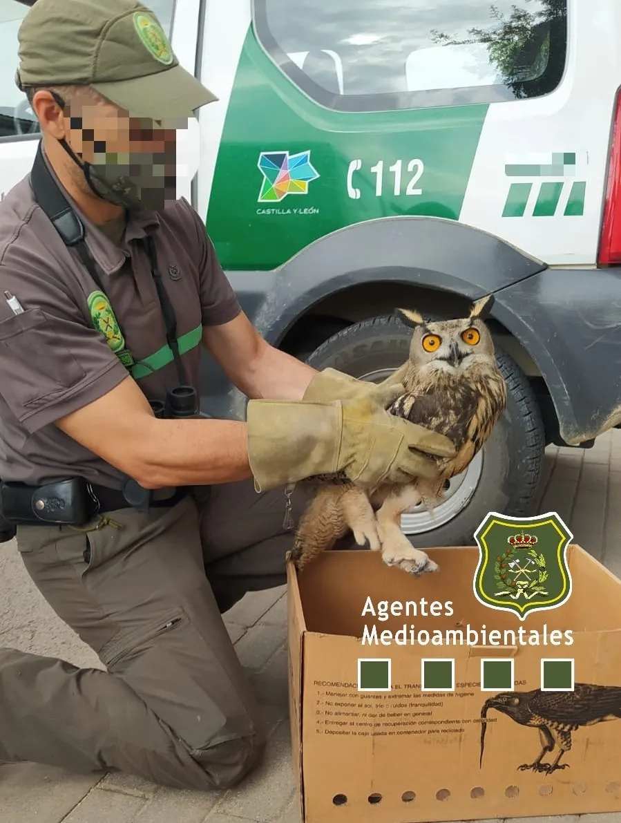 Foto 2 - Rescatado un b&uacute;ho real en Soria