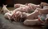 Foto 1 - Ampliado el plazo de ayudas para productores de cochinillo, cerdo ibérico y toro de lidia