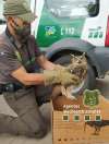 Foto 2 - Rescatado un búho real en Soria