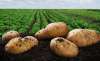 Foto 1 - CyL es la región con mayor superficie dedicada a la patata, con más de 19.000 hectáreas