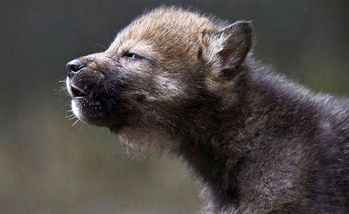 Investigan el origen de dos lobeznos recogidos en León, uno de ellos ya fallecido