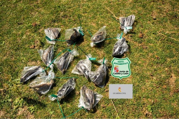 Retiran aves muertas en un huerto de Golmayo, utilizadas para ahuyentar a otros pájaros