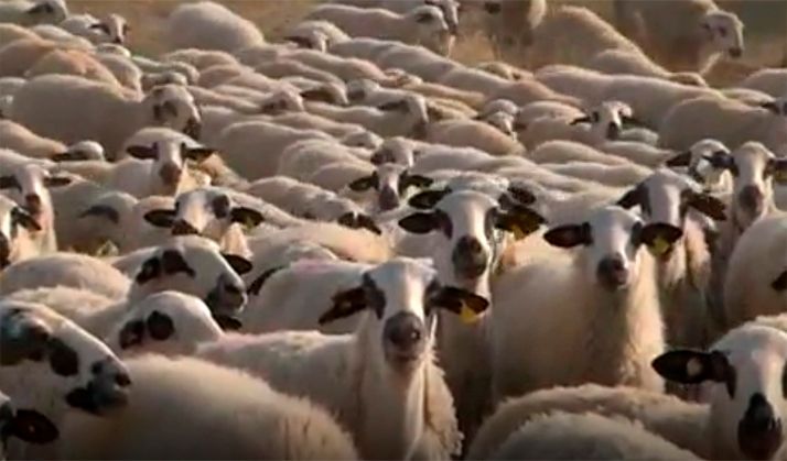 El Consejo Agrario Provincial acuerda mantener los precios de pastos, hierbas y rastrojeras