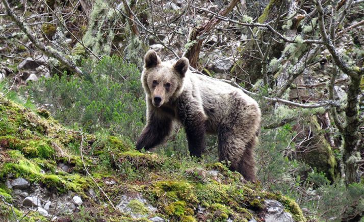 La Junta adopta medidas especiales para reducir la presencia urbana de osos pardos en la provincia de León