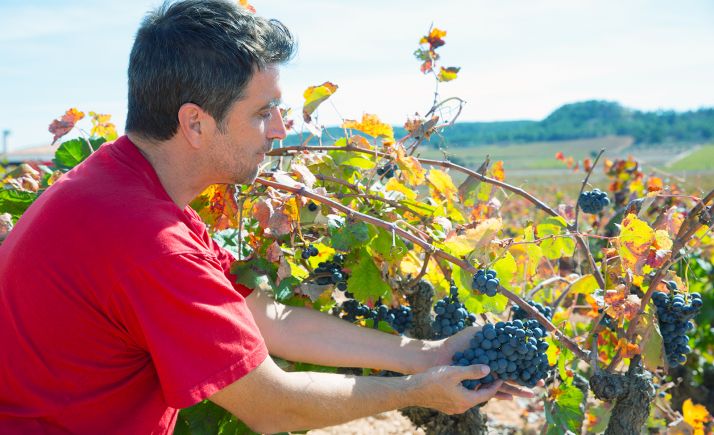 Empleo activa el Plan Vendimia con las medidas preventivas frente al Covid-19