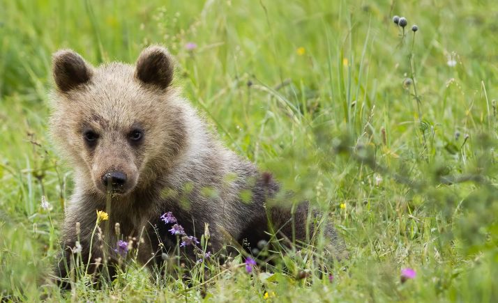 Muere atropellada una osezna en una carretera de León