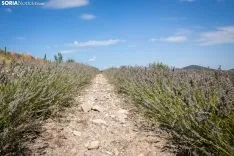 Virginia Re y Damián Navascués apostaron todo por la lavanda. /María Ferrer