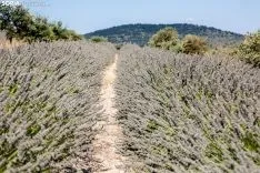 Virginia Re y Damián Navascués apostaron todo por la lavanda. /María Ferrer