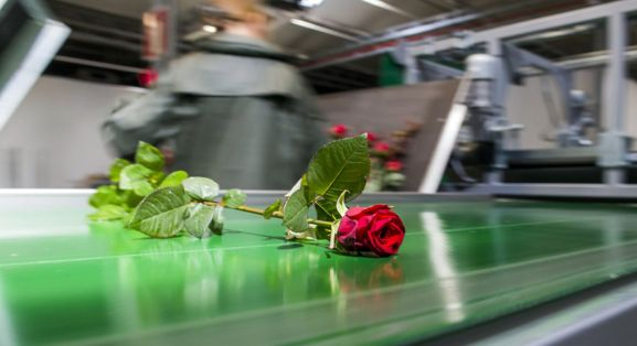 UGT valora el compromiso de los accionistas de Ondara (antigua Aleia Roses)