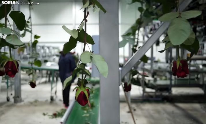 Una imagen del proceso productivo en la planta de Garray. /SN 