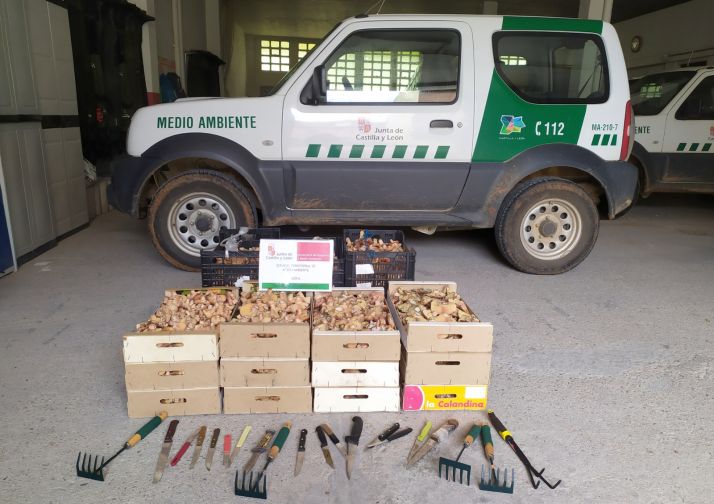 Primeros decomisos micológicos en Soria: 214 kg de níscalos y 17 denuncias