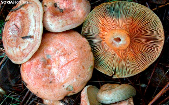 ‘Soria Gastronómica’ arranca mañana lunes con el níscalo como protagonista