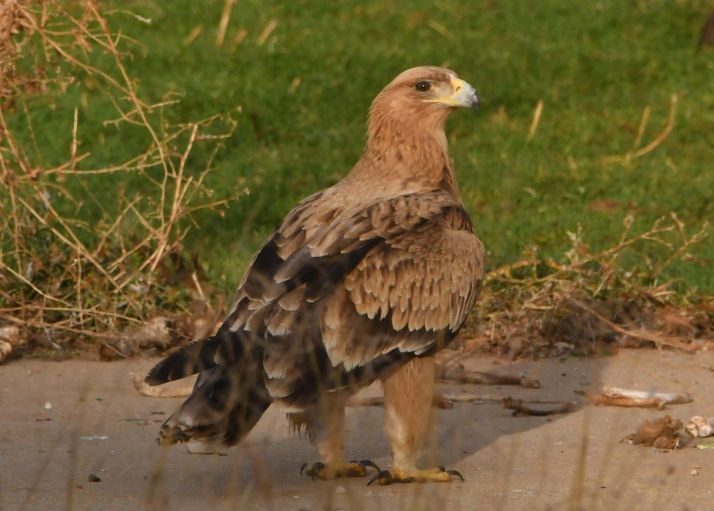 El águila imperial, visitante ilustre en Berlanga de Duero