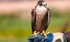 Foto 1 - Absuelto un halconero en Valladolid acusado de falsedad y estafa en la venta de 12 aves a un sultán de Dubái