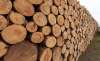 Foto 1 - La región tiene como objetivo alcanzar en 2025 una producción de 4 millones de metros cúbicos de madera, un 30 % más que en la actualidad