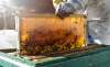 Foto 1 - 1,6 M&euro; para la mejora de la producción y comercialización de la miel de CyL