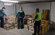 Los níscalos decomisados. /GC