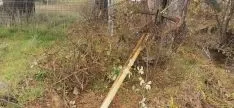 Jornada de Limpieza del Duero. 