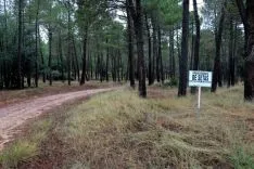 Foto 5 - Almaz&aacute;n, referencia para los recolectores micol&oacute;gicos