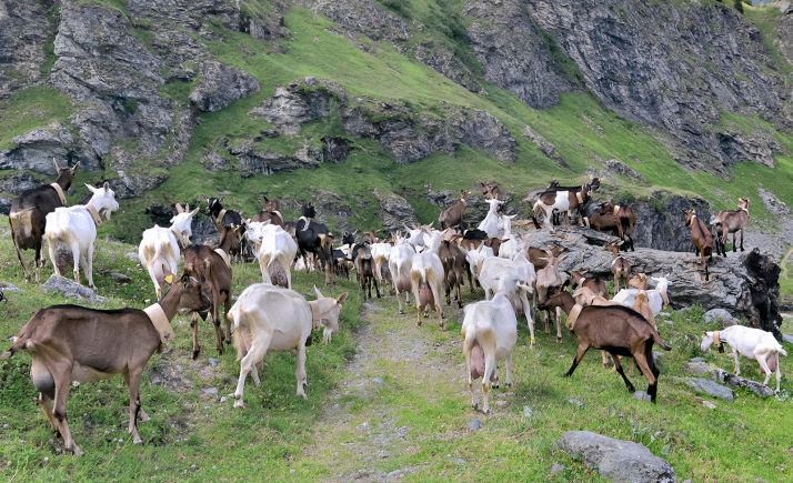 Éxito de ‘Los viernes del Defensor’ de noviembre sobre el ovino-caprino de carne