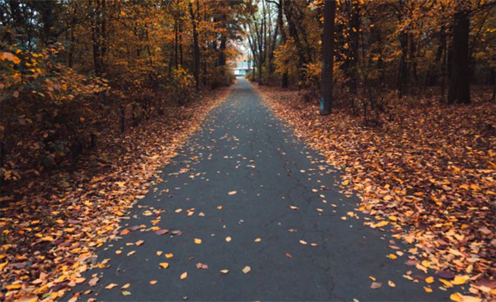 El Instituto de Investigación en Gestión Forestal Sostenible de la UVa recibe 700.000 &euro; para tres proyectos de investigación