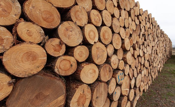La región tiene como objetivo alcanzar en 2025 una producción de 4 millones de metros cúbicos de madera, un 30 % más que en la actualidad
