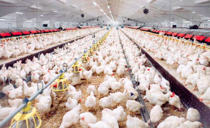 Aprobado el impacto ambiental para una ampliar una explotación avícola en Abejar con 74.000 plazas más