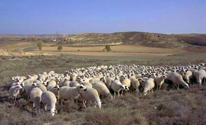 La Junta abona las ayudas al ovino, tanto las correspondientes a la PAC como las derivadas por la COVID-19, por 21,3 M&euro;