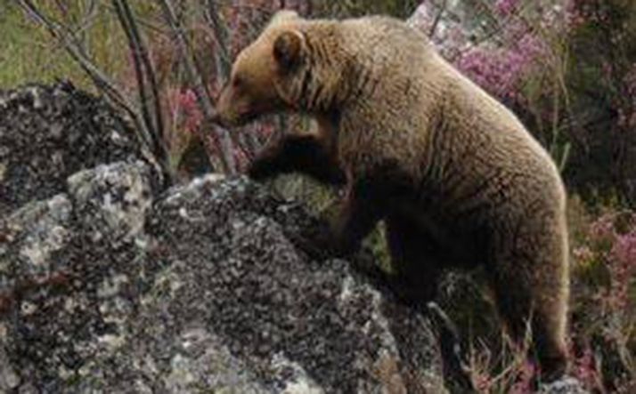 Una osa muere disparada accidentalmente durante una cacería en la Reserva Regional de Caza de Fuentes Carrionas