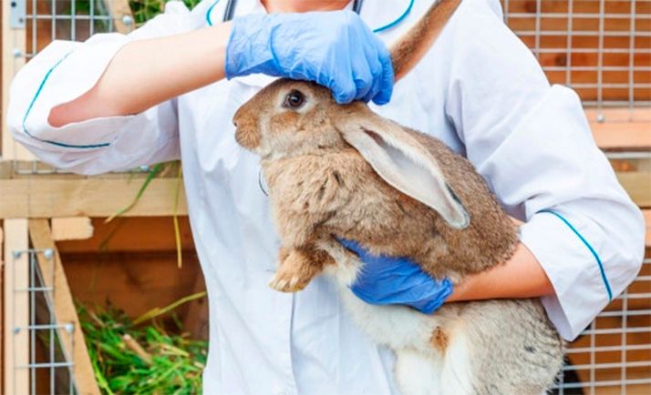 600.000 &euro; para la adquisición de elementos de diagnóstico PCR para detectar enfermedades en animales