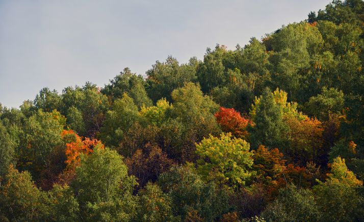Subvenciones por 0,76 M&euro; para 23 solicitudes de reforestación en Soria