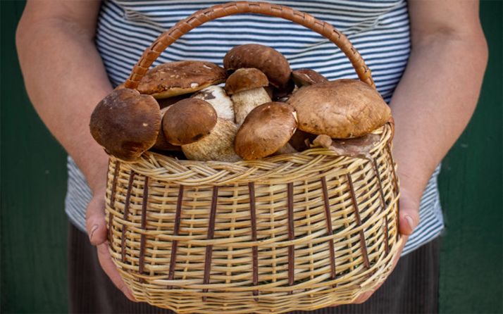 Dos nuevos cotos micológicos en la provincia de Soria