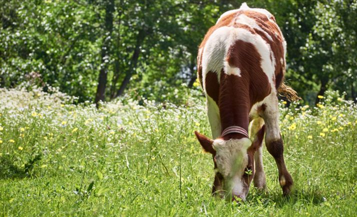 La Consejería duplica las ayudas al seguro de cultivos forrajeros