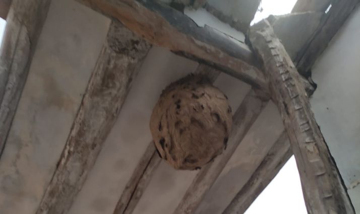 Localizan (y retiran) el primer nido de avispa asiática en Soria