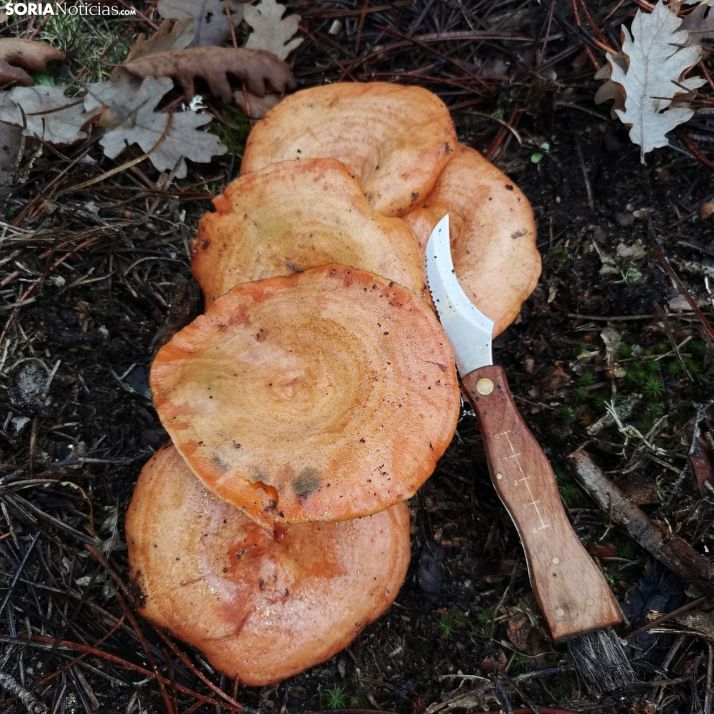 Setas en Soria: tres recetas festivas de níscalos