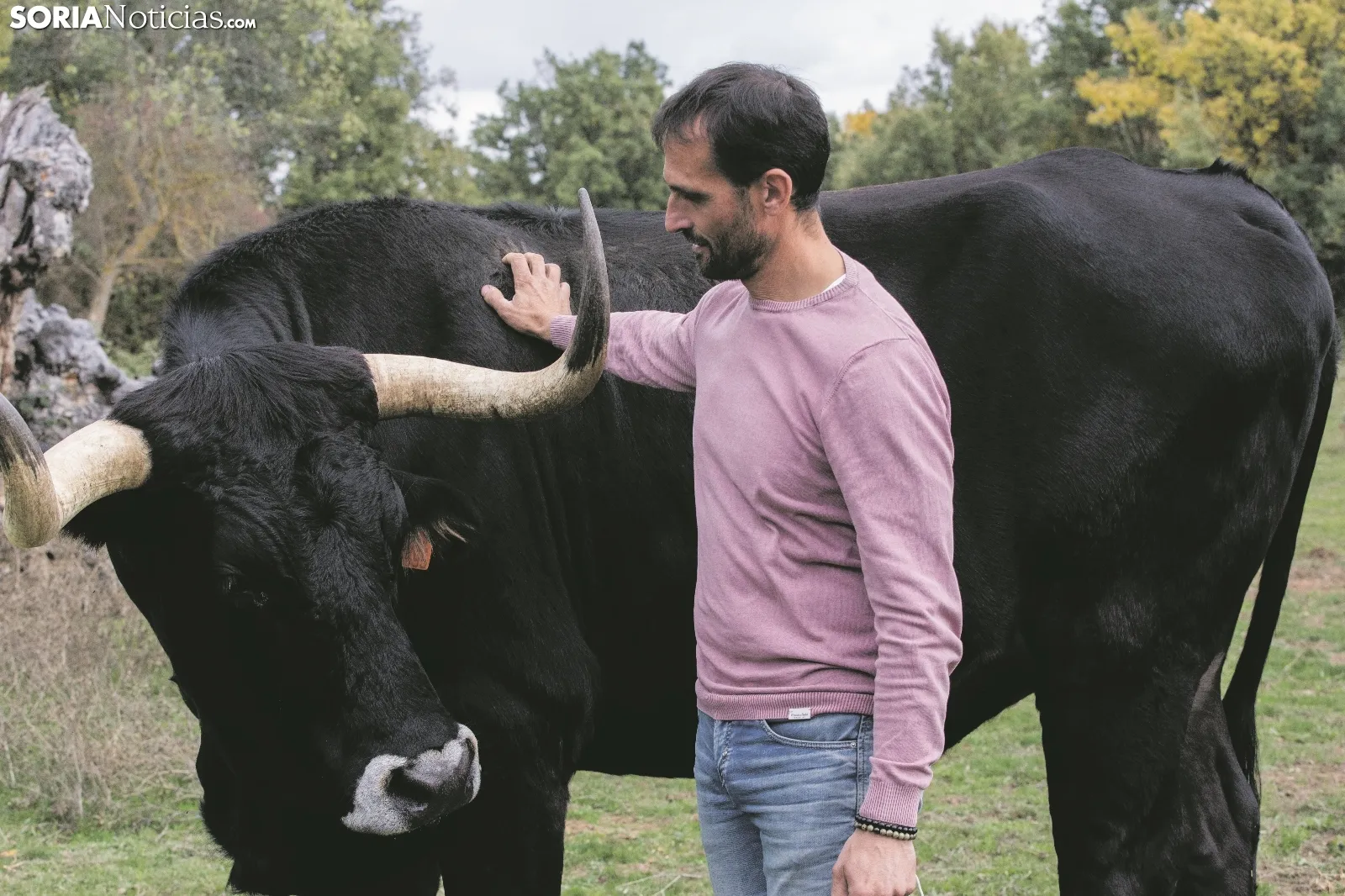 Bueyes de la serrana negra de la ganadería de Enrique Rubio. /María Ferrer